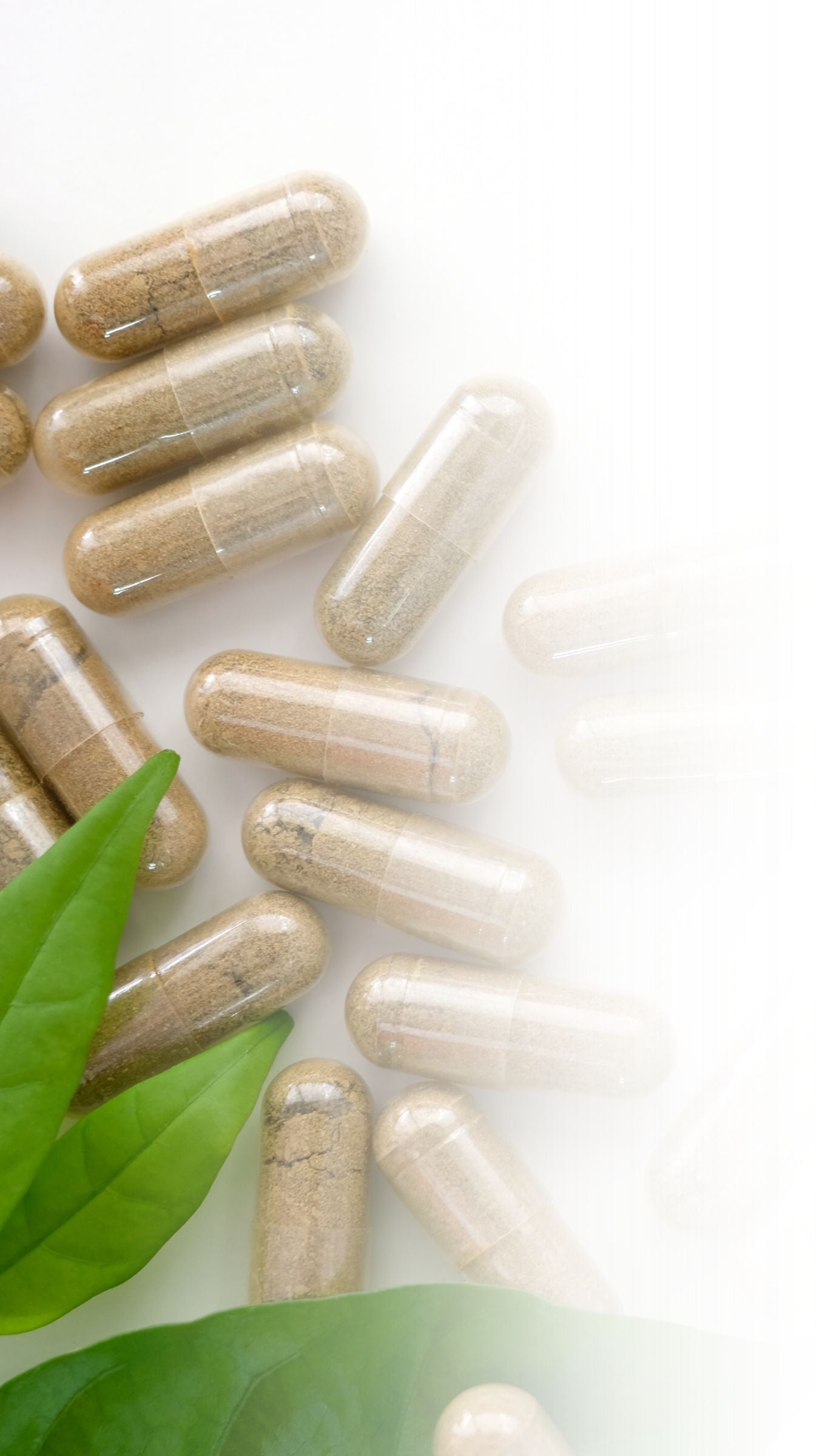 Sea Moss in capsules with green leaves on a white background