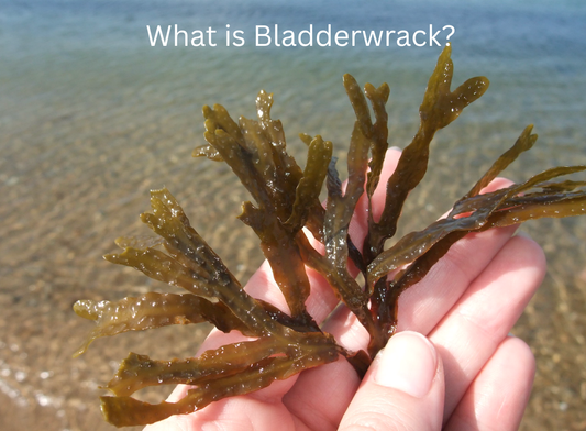 What is Bladderwrack?